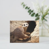 Meerkat glimlach briefkaart (Staand voorkant)