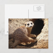 Meerkat glimlach briefkaart (Voorkant / Achterkant)