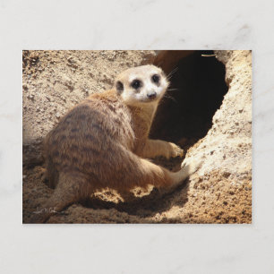 Meerkat glimlach briefkaart