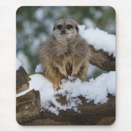 Meerkat in de sneeuw muismat