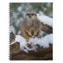 Meerkat in de sneeuw