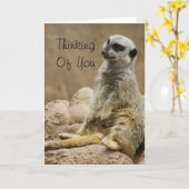 Meerkat Kaart (Gele Bloem)