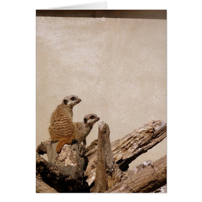 Meerkat Lookout (Voorkant)