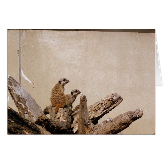 Meerkat Lookout (Voorkant Horizontaal)