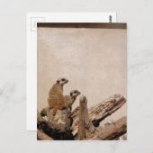 Meerkat Lookout Briefkaart (Voorkant / Achterkant)