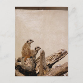 Meerkat Lookout Briefkaart