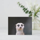 Meerkat Lookout Briefkaart (Staand voorkant)