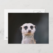Meerkat Lookout Briefkaart (Voorkant / Achterkant)