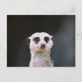 Meerkat Lookout Briefkaart (Voorkant)