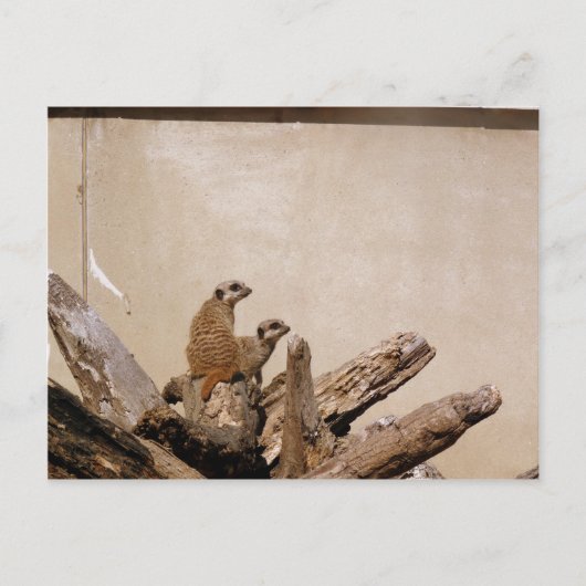 Meerkat Lookout Briefkaart (Voorkant)