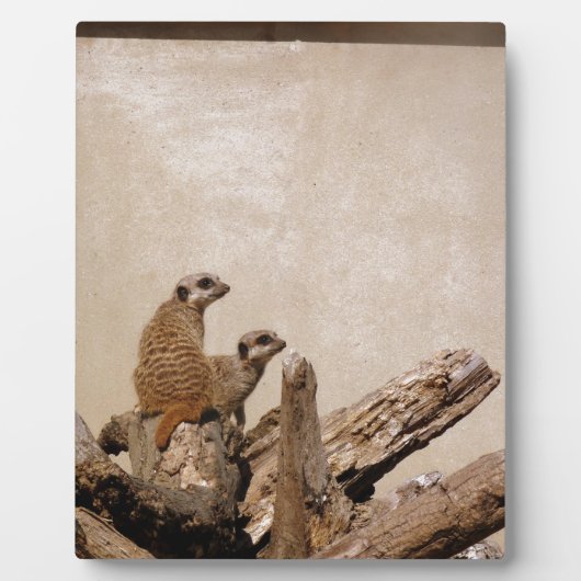 Meerkat Lookout Fotoplaat (Voorkant)