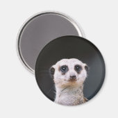 Meerkat Lookout Magneet (Voorkant / Achterkant)