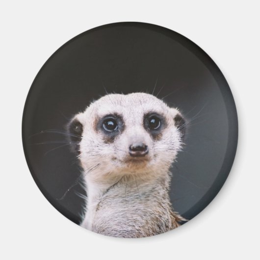 Meerkat Lookout Magneet (Voorkant)