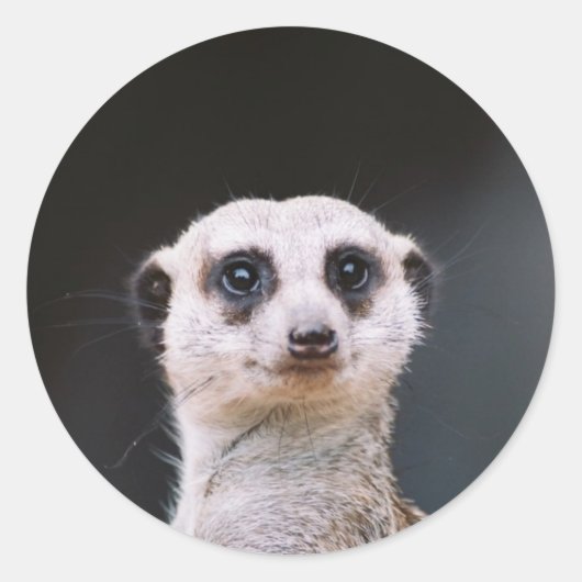 Meerkat Lookout rond sticker (Voorkant)