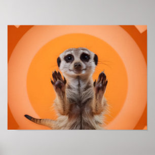 Meerkat maakt stop handgebaar poster