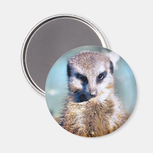 MEERKAT MAGNEET (Voorkant / Achterkant)