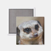 Meerkat Magneet (Voorkant / Achterkant)