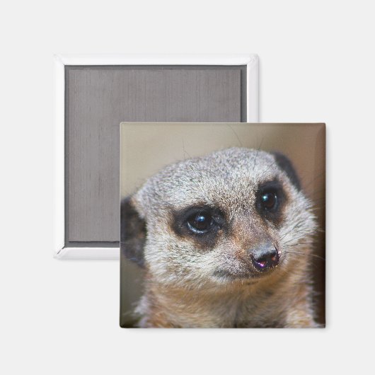 Meerkat Magneet (Voorkant / Achterkant)