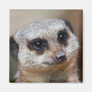 Meerkat Magneet