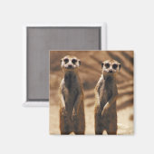 Meerkat magneet (Voorkant / Achterkant)