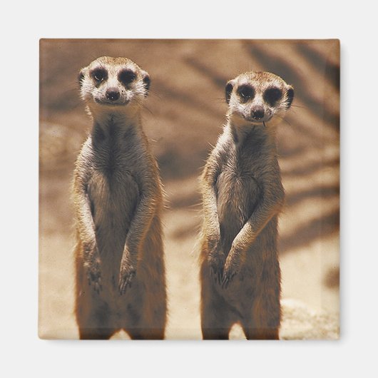 Meerkat magneet (Voorkant)