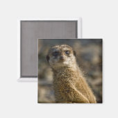 Meerkat Magneet (Voorkant / Achterkant)