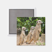 Meerkat magneet2 magneet (Voorkant / Achterkant)