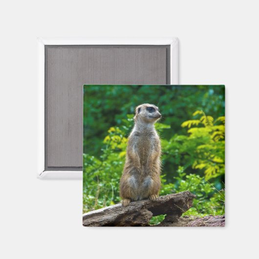 Meerkat Magnet (Voorkant / Achterkant)