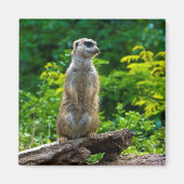 Meerkat Magnet (Voorkant)