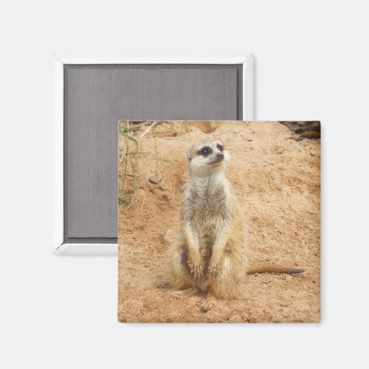 Meerkat Magnet (Voorkant / Achterkant)