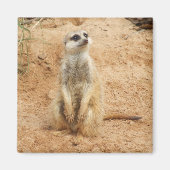 Meerkat Magnet (Voorkant)