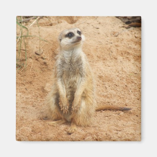 Meerkat Magnet (Voorkant)