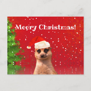 Meerkat Merry Kerstfeest Funny Briefkaart