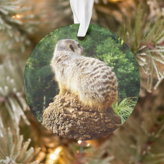 Meerkat met hoge Uitzichten, Ornament (Boom)