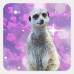 Meerkat met spaarpjes, vierkante sticker