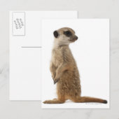 Meerkat of Suricaat - Suricata suricatta Briefkaart (Voorkant / Achterkant)