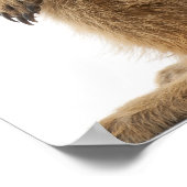 Meerkat of Suricaat - Suricata suricatta Poster (Hoek)