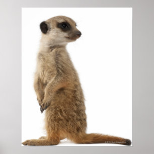 Meerkat of Suricaat - Suricata suricatta Poster