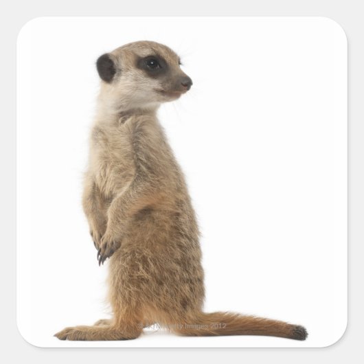 Meerkat of Suricaat - Suricata suricatta Vierkante Sticker (Voorkant)