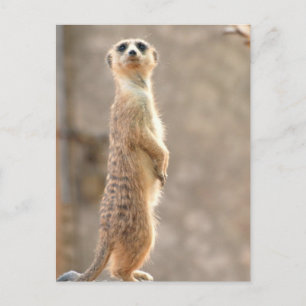 Meerkat op Attentie Briefkaart