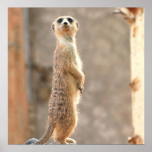 Meerkat op Attentie Poster
