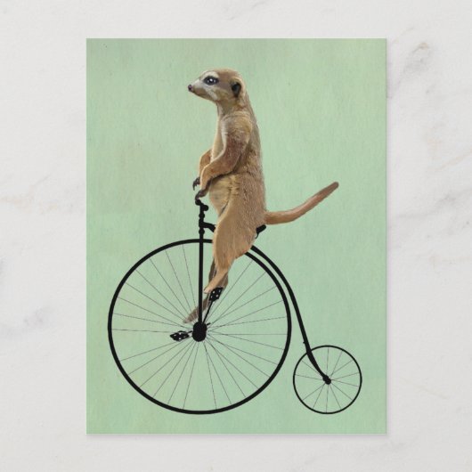 Meerkat op Black Penny Farthing 2 Briefkaart (Voorkant)