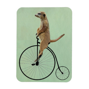 Meerkat op Black Penny Farthing 2 Magneet