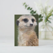 Meerkat op de uitkijk briefkaart (Staand voorkant)