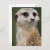 Meerkat op de uitkijk briefkaart (Voorkant / Achterkant)