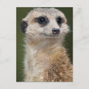 Meerkat op de uitkijk briefkaart
