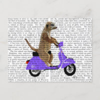 Meerkat op Lila bromfietsen