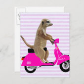 Meerkat op roze brommer 2 briefkaart (Voorkant / Achterkant)