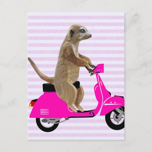 Meerkat op roze brommer 2 briefkaart (Voorkant)