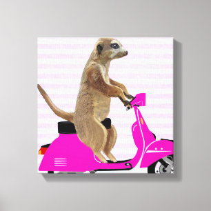 Meerkat op roze brommer canvas afdruk